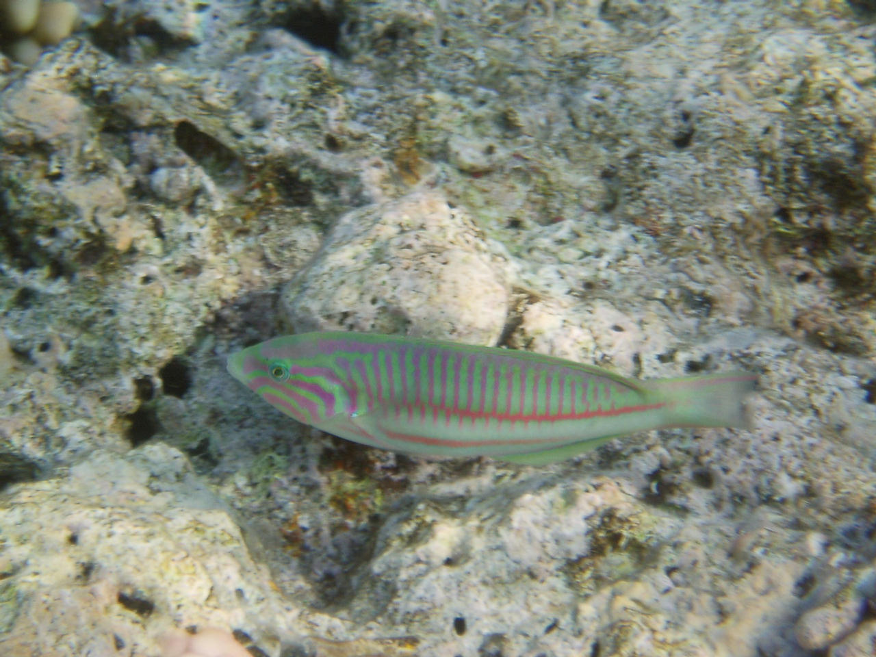 Thalassoma klunzingeri (Donzella di Klunzinger)